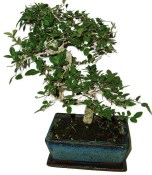 Zelkova 623 - pokojové bonsaje 