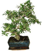 Zelkova 624 - pokojové bonsaje 