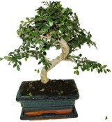 Zelkova 625 - pokojové bonsaje 