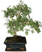 Zelkova 626 - pokojové bonsaje 