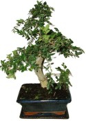 Zelkova 627 - pokojové bonsaje 