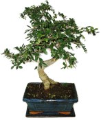 Zelkova 628 - pokojové bonsaje 