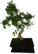 Zelkova 630 - pokojové bonsaje 