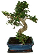 Zelkova 630 - pokojové bonsaje