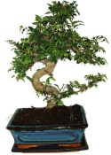 Zelkova 631 - pokojové bonsaje 