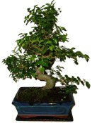 Zelkova 633 - pokojové bonsaje 