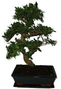 Zelkova 643 - pokojové bonsaje 