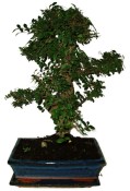 Zelkova 644 - pokojové bonsaje 