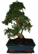 Zelkova 647 - pokojové bonsaje