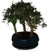 Zelkova 648 - pokojové bonsaje 