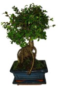 Zelkova 682 - pokojové bonsaje 