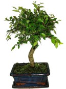 Zelkova 699 - pokojové bonsaje 