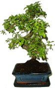 Zelkova 702 - pokojová bonsai