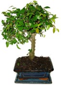 Zelkova 705 - pokojové bonsaje 