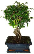 Zelkova 706 - pokojové bonsaje 