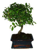 Zelkova 710 - pokojové bonsaje 