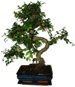 Zelkova 733 - pokojové bonsaje 