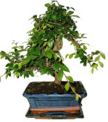 Zelkova 738 - pokojové bonsaje 