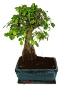 Zelkova 769 - pokojové bonsaje 