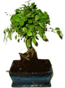 Zelkova 771 - pokojové bonsaje 