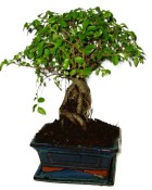 Zelkova 774 - pokojové bonsaje 