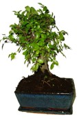 Zelkova 781 - pokojové bonsaje 