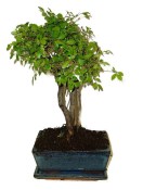Zelkova 782 - pokojové bonsaje 