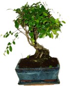 Zelkova 804 - pokojové bonsaje 