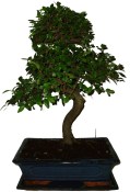 Zelkova 819 - pokojové bonsaje