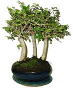 Zelkova 824 - stromořadí - pokojové bonsaje 