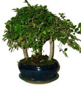 Zelkova 825 - stromořadí - pokojové bonsaje 