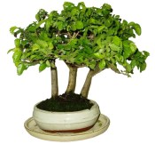 Zelkova 826 - stromořadí - pokojové bonsaje 