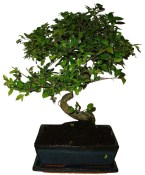 Zelkova 991 - pokojové bonsaje 