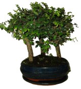 Zelkova 993 - stromořadí - pokojové bonsaje 