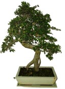 Zelkova 999 - pokojové bonsaje 