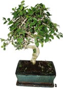Zelkova 598 - pokojové bonsaje