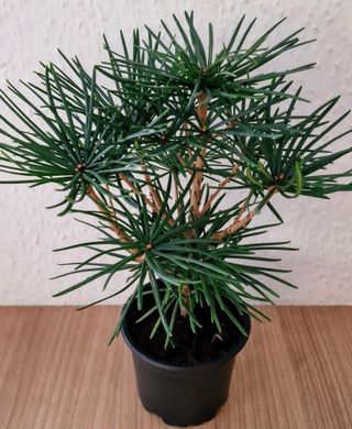 Sciadopitys verticillata - japonská deštníková borovice