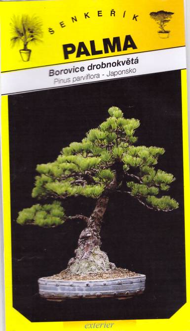 Semena Borovice drobnokvětá – Pinus parviflora