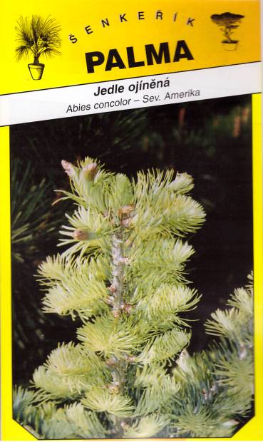 Semena jedle ojíněná - Albies concolor