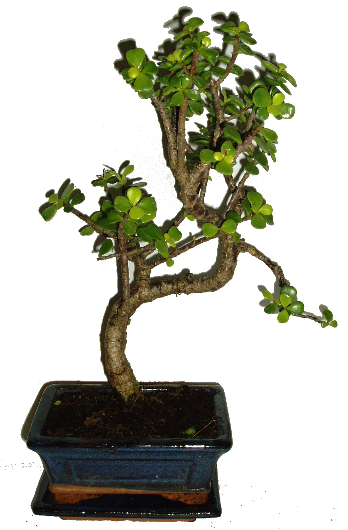 Tlustice - Portulacaria Afra 326