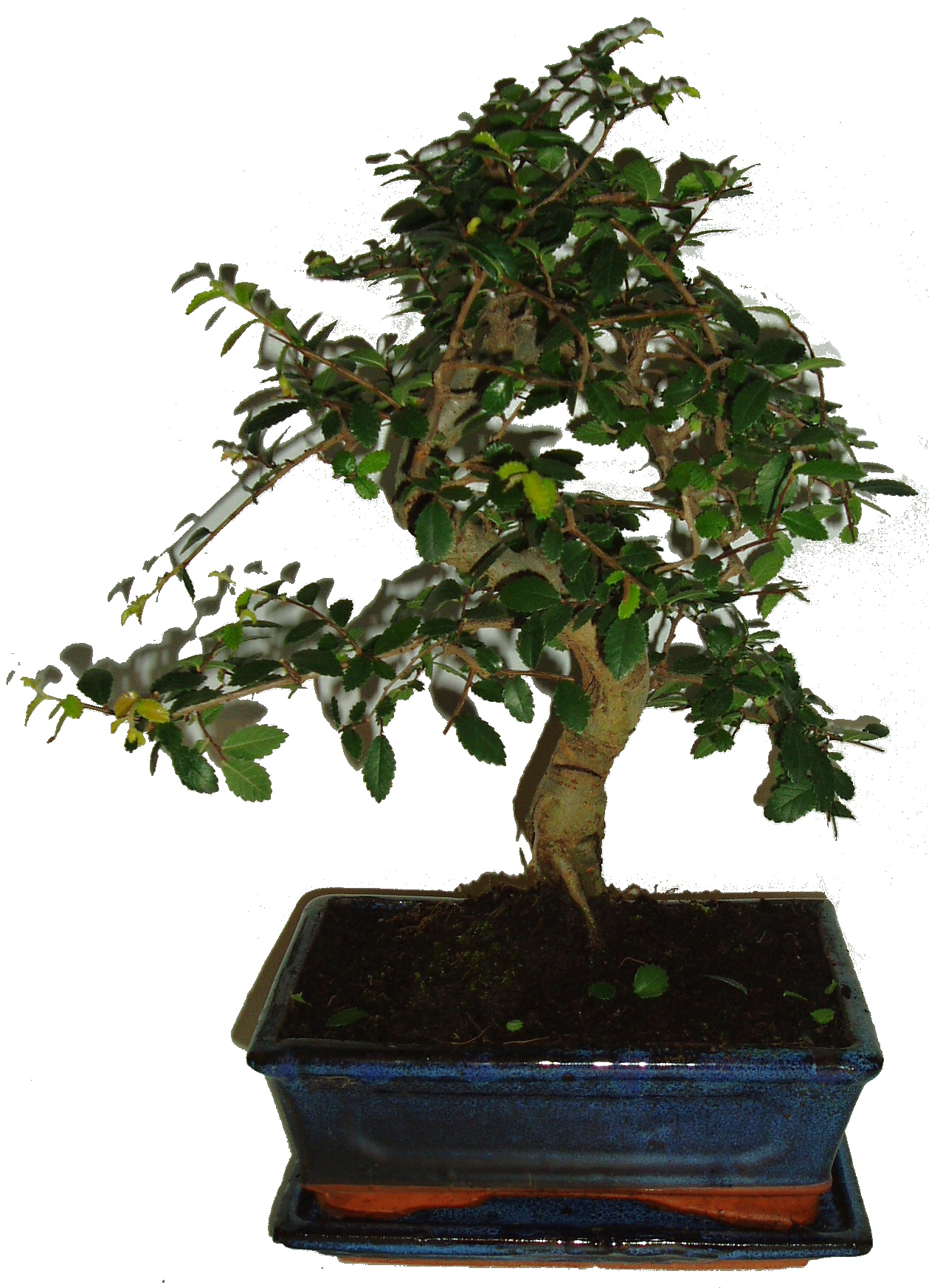 Zelkova 297 - pokojové bonsaje