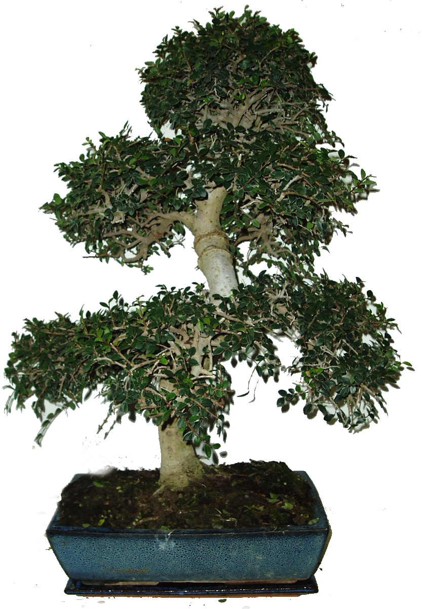 Zelkova 321 - pokojová bonsai