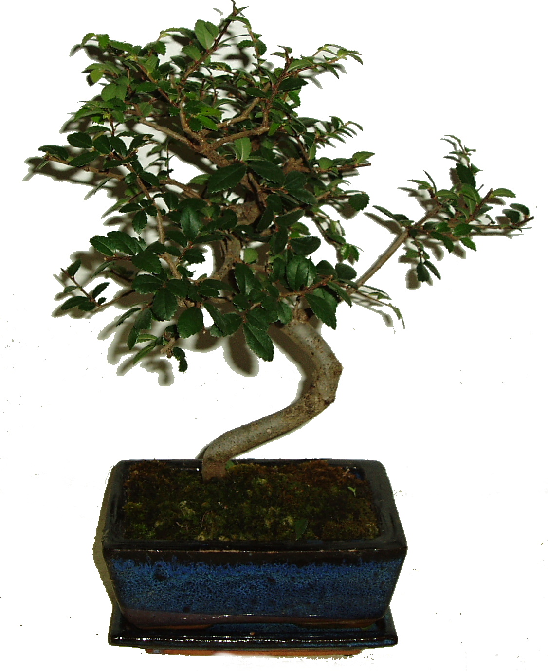 Zelkova 374 - pokojové bonsaje - prochází zimní obměnou lístečků