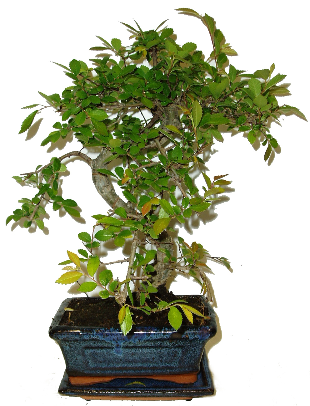 Zelkova 661 - pokojové bonsaje