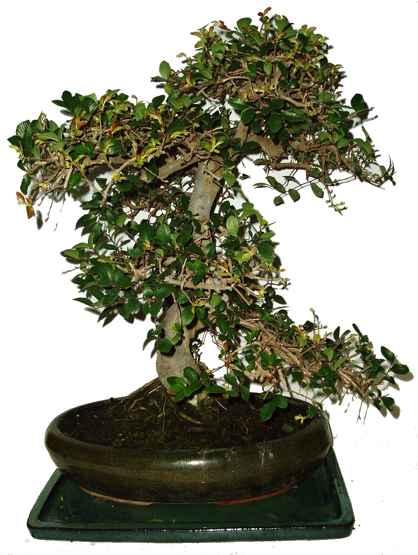 Zelkova 789 - pokojová bonsai