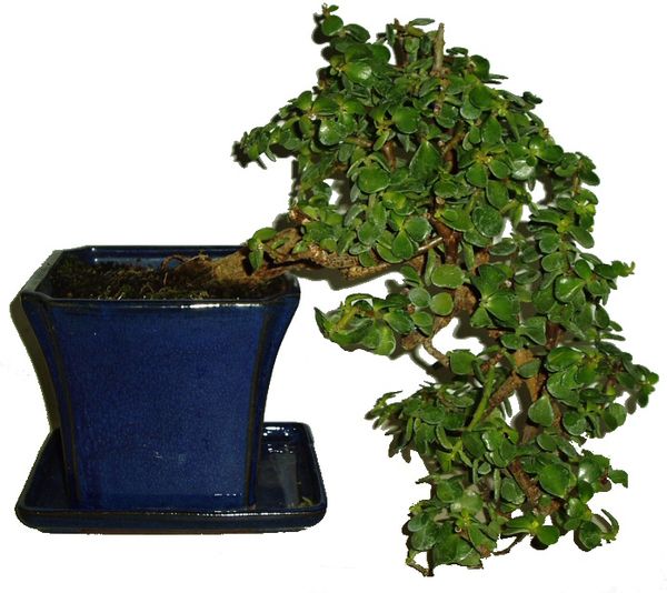 tlustice portulacaria afra 711 2685 12424 1