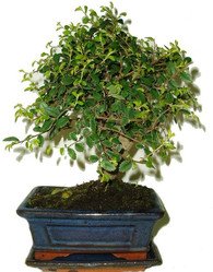 Ulmus parvifolia - Jilm čínský
